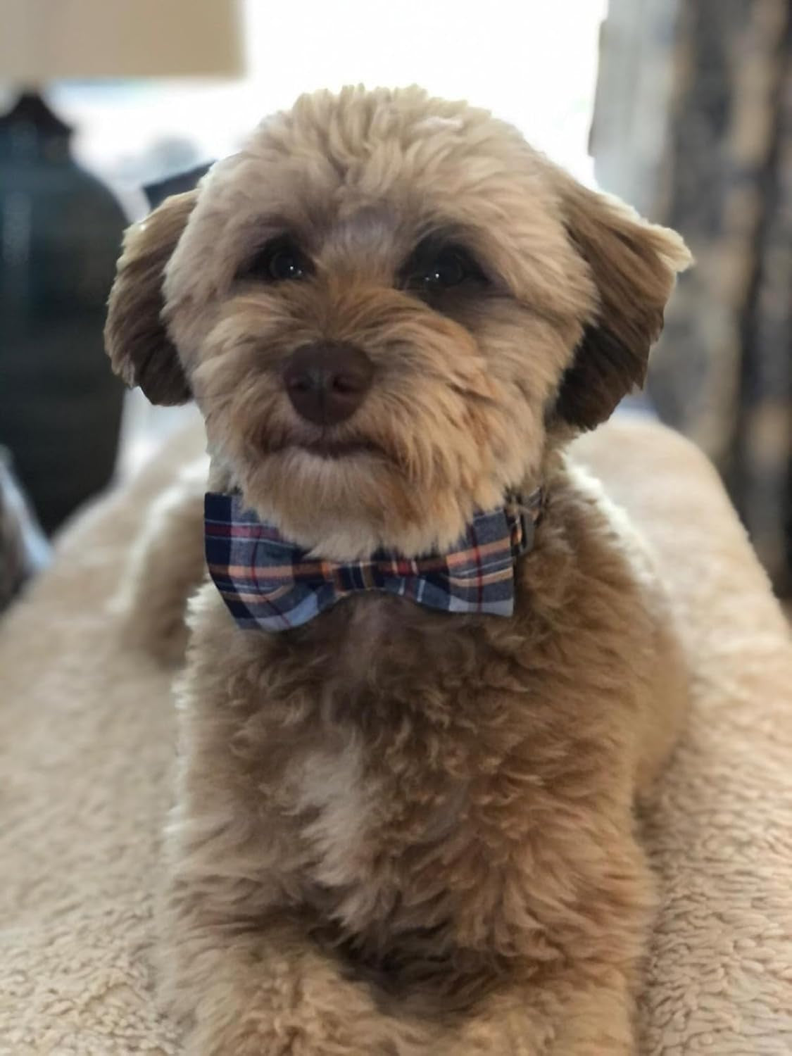 Dog and Cat Collar with Bowtie Grid Collar Plastic Buckle Light Adjustable Collars for Small Medium Large Dogs