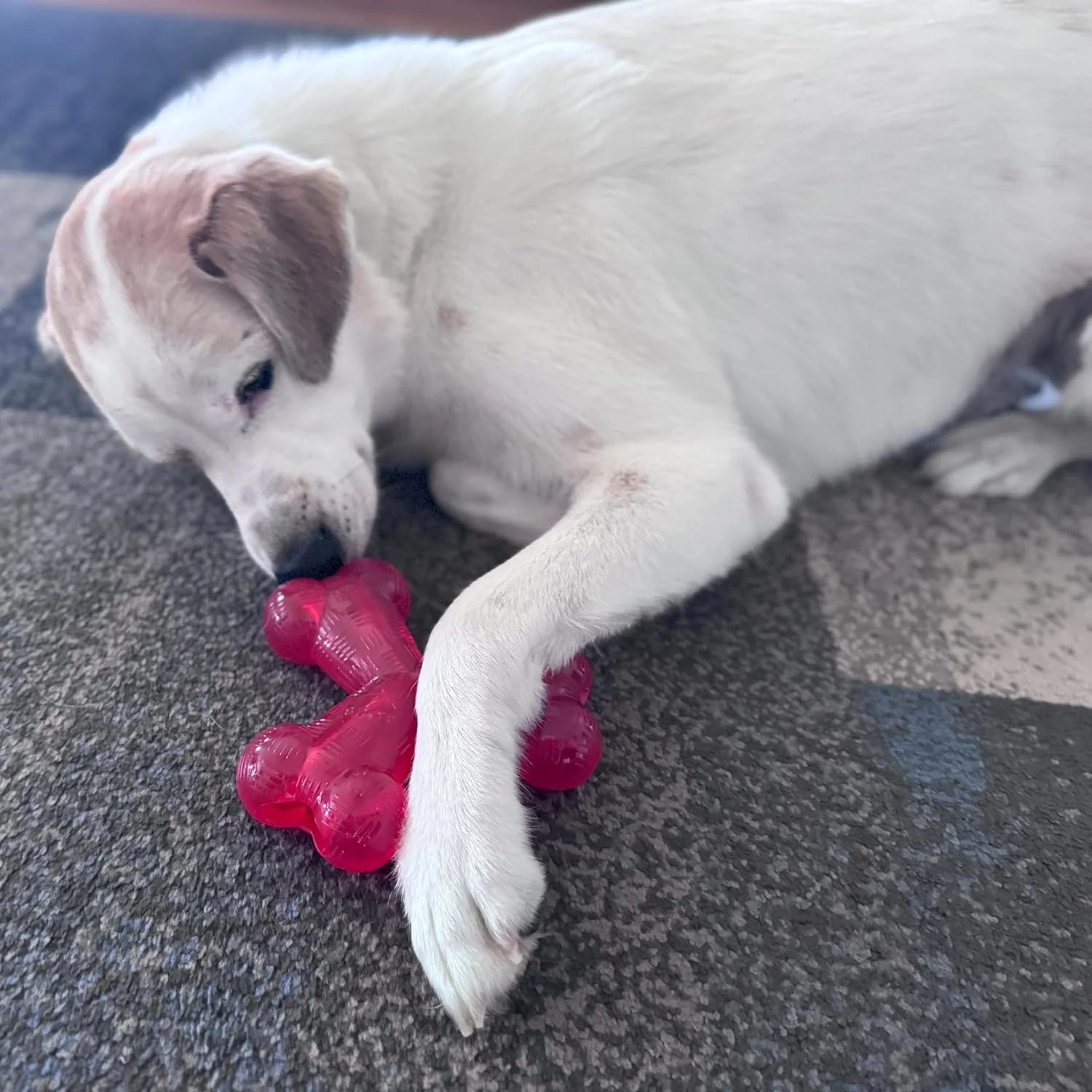Play Strong Trident Bone Rubber Dog Toy - Y Shape, Durable Chew for Aggressive Chewers with Hollow Center for Treats, 6 Inch