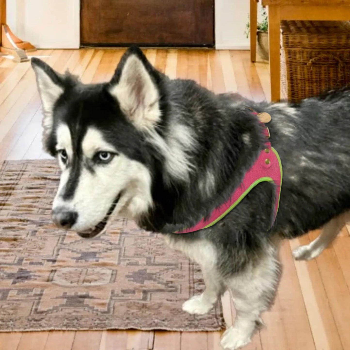 STEP-IN HARNESS
