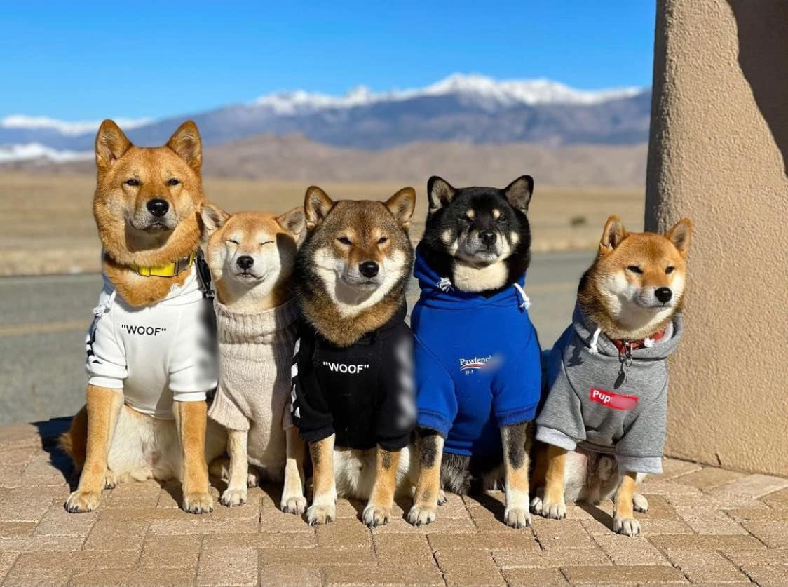 Trendy Blue Dog Sweatshirt & Cat Hoodie Tracksuit - Perfect Outfit for Small to Medium Pets (XL)