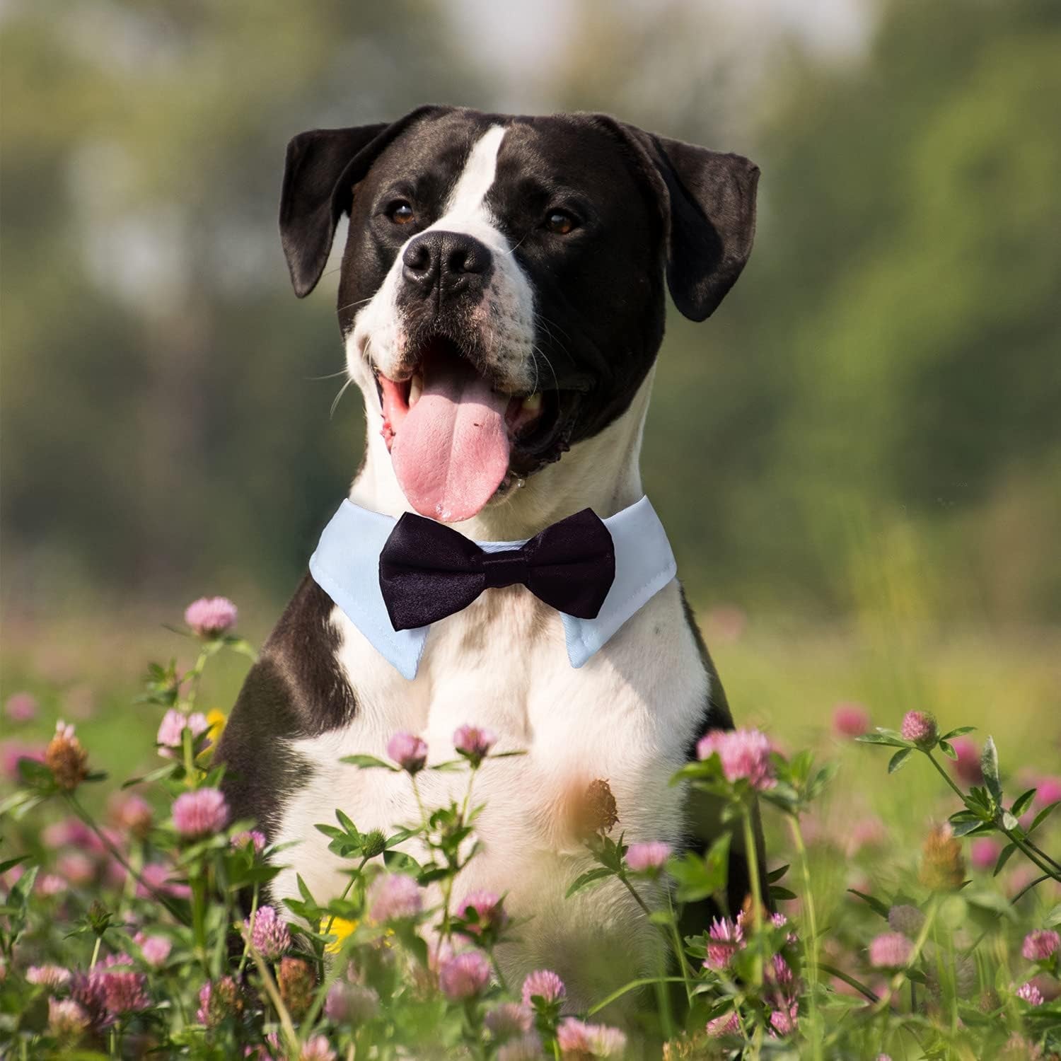 Stylish Adjustable Black Dog Bow Tie and Tuxedo Collar Set - Perfect Formal Wear for Medium to Large Dogs at Weddings and Special Occasions