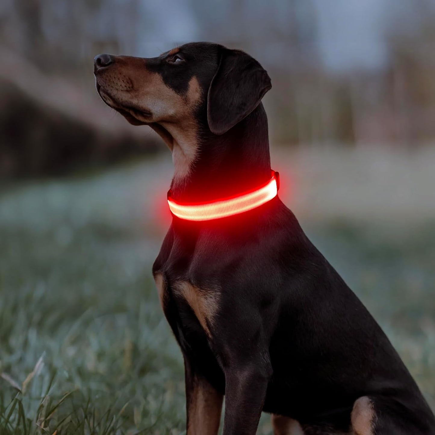 USB Rechargeable LED Dog Collar - Adjustable Glow-in-the-Dark Pet Collar for Nighttime Walks (Red, Medium)