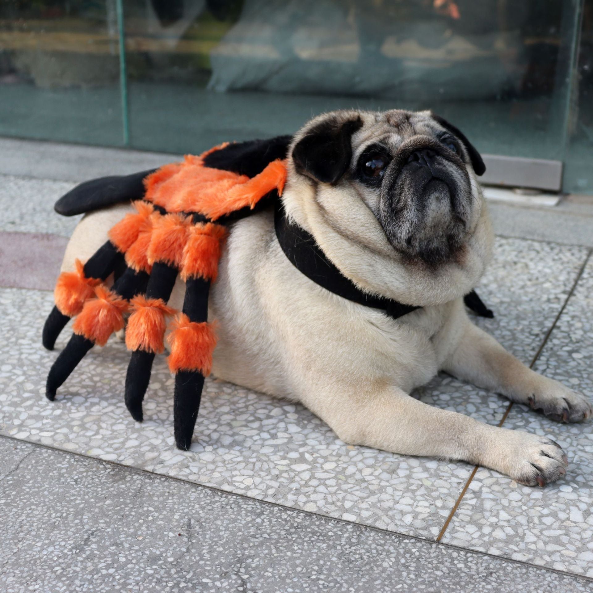 Halloween Spider Costume for Pets