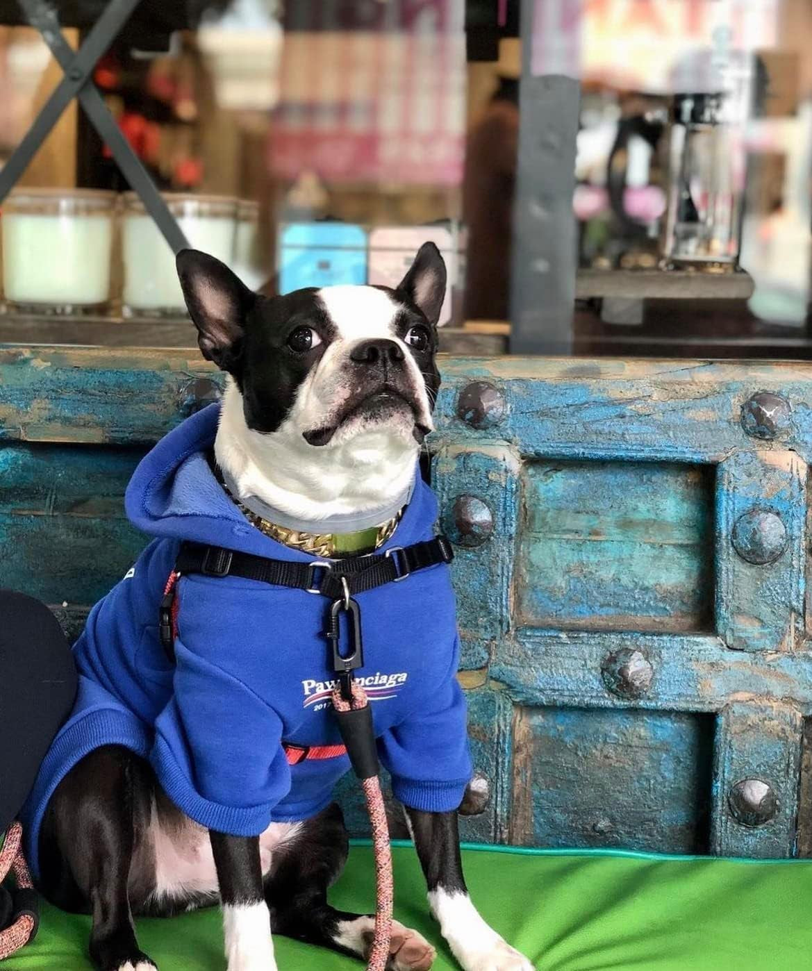 Trendy Blue Dog Sweatshirt & Cat Hoodie Tracksuit - Perfect Outfit for Small to Medium Pets (XL)
