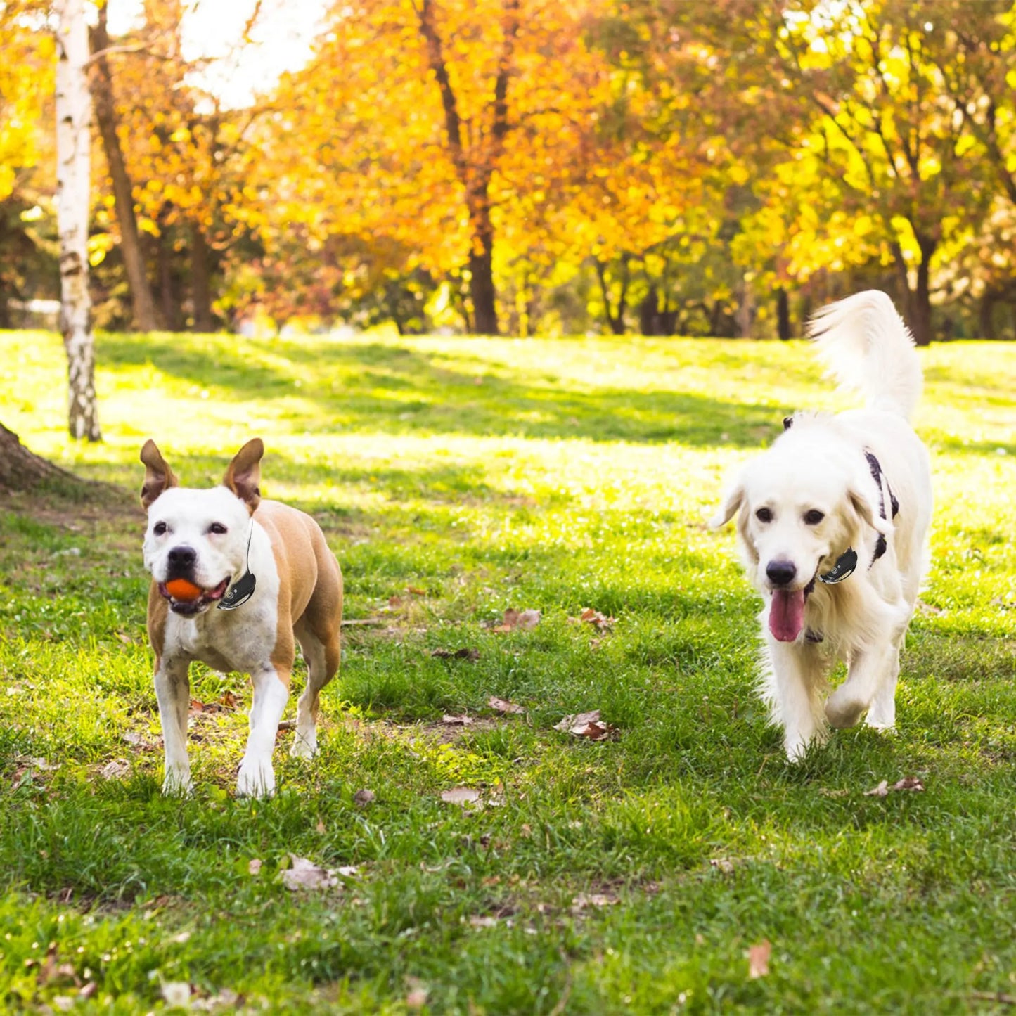 Wireless Electric Dog Fence Pet Shock