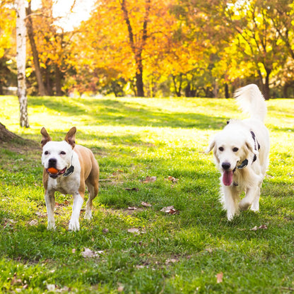 Wireless Electric Dog Fence Pet Shock