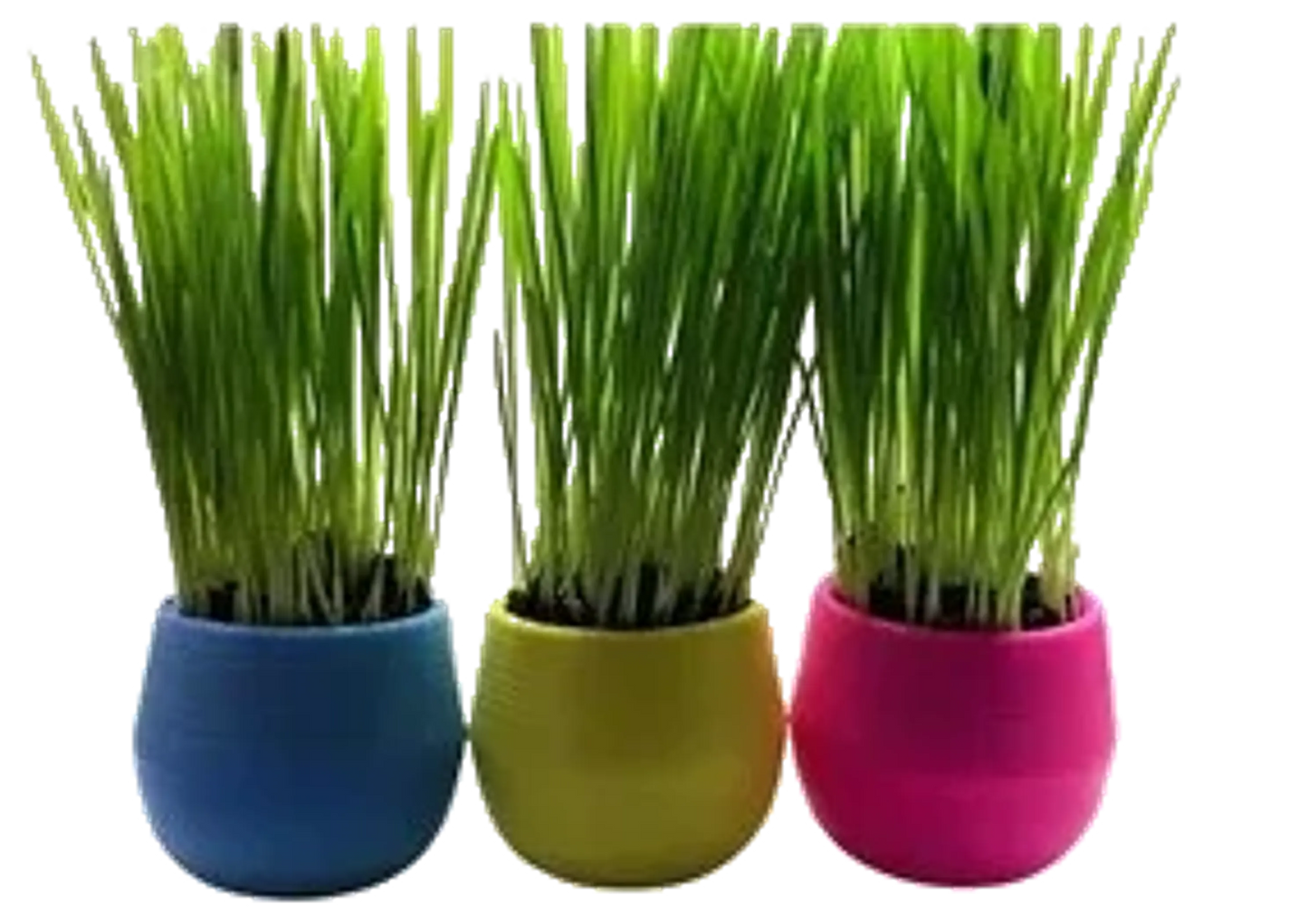 Cat Grass Balls