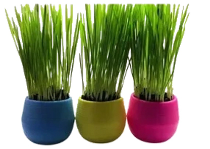 Cat Grass Balls