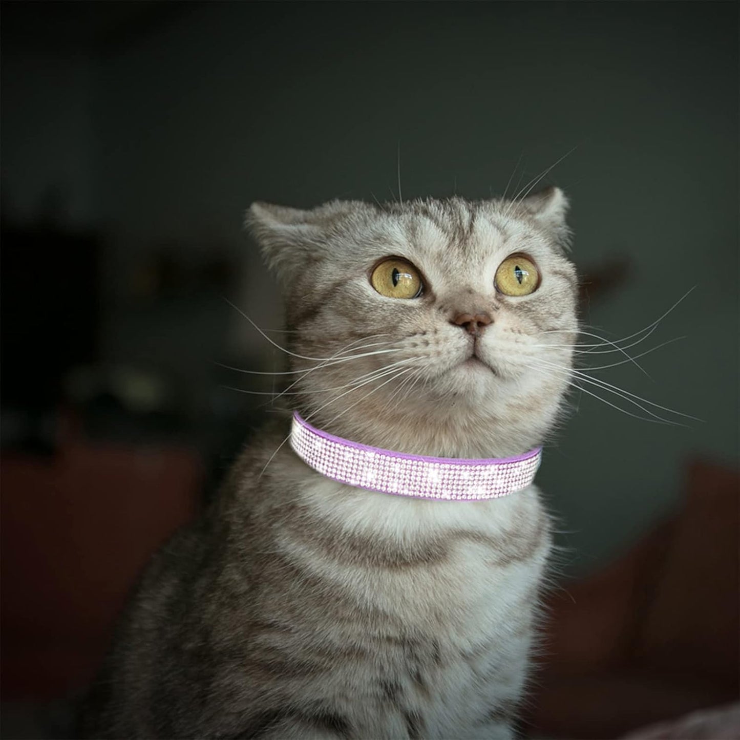 Luxury Rhinestone Dog Collar - Soft Velvet Leather Adjustable Necklaces for Small, Medium, and Large Dogs and Cats (Purple, XS)
