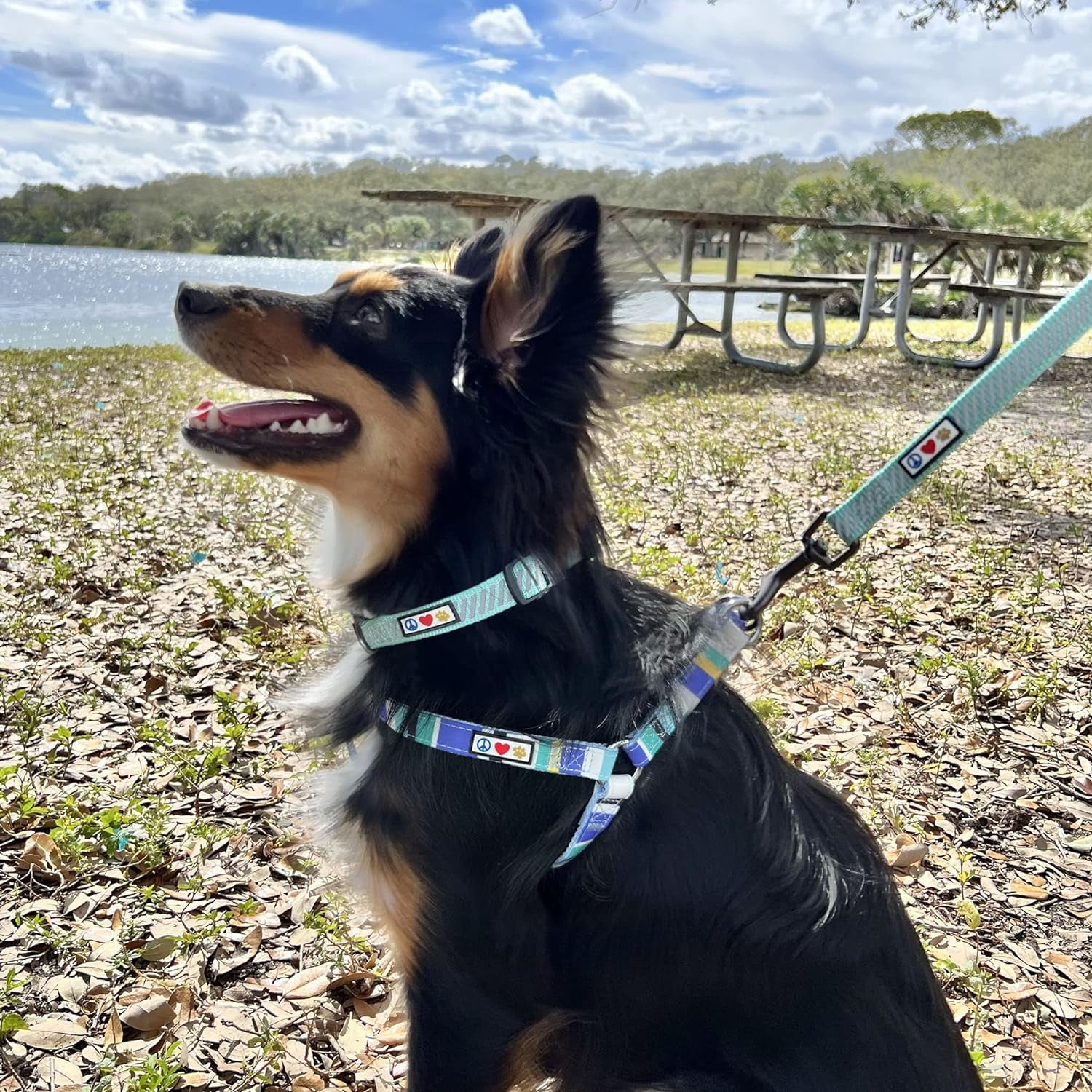High Visibility Reflective Dog Collar for Extra Small and Small Puppies - Adjustable Heavy Duty Black S Collar