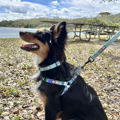 High Visibility Reflective Dog Collar for Extra Small and Small Puppies - Adjustable Heavy Duty Black S Collar