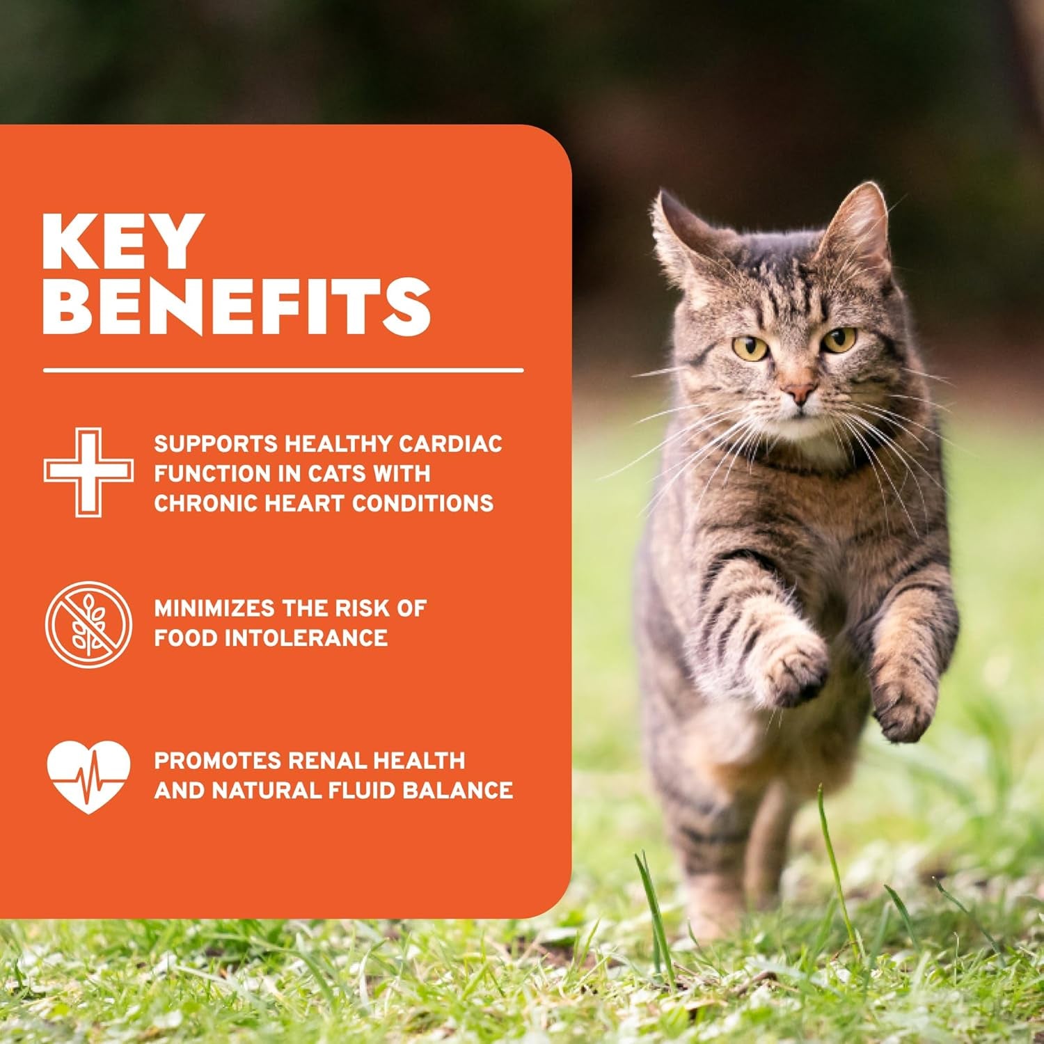 Vet-Formulated Renal Wet Cat Food for Adults, Non-GMO Kidney Care with Lamb Flavor, Made in Italy (3.5 Oz, 32 Pack)