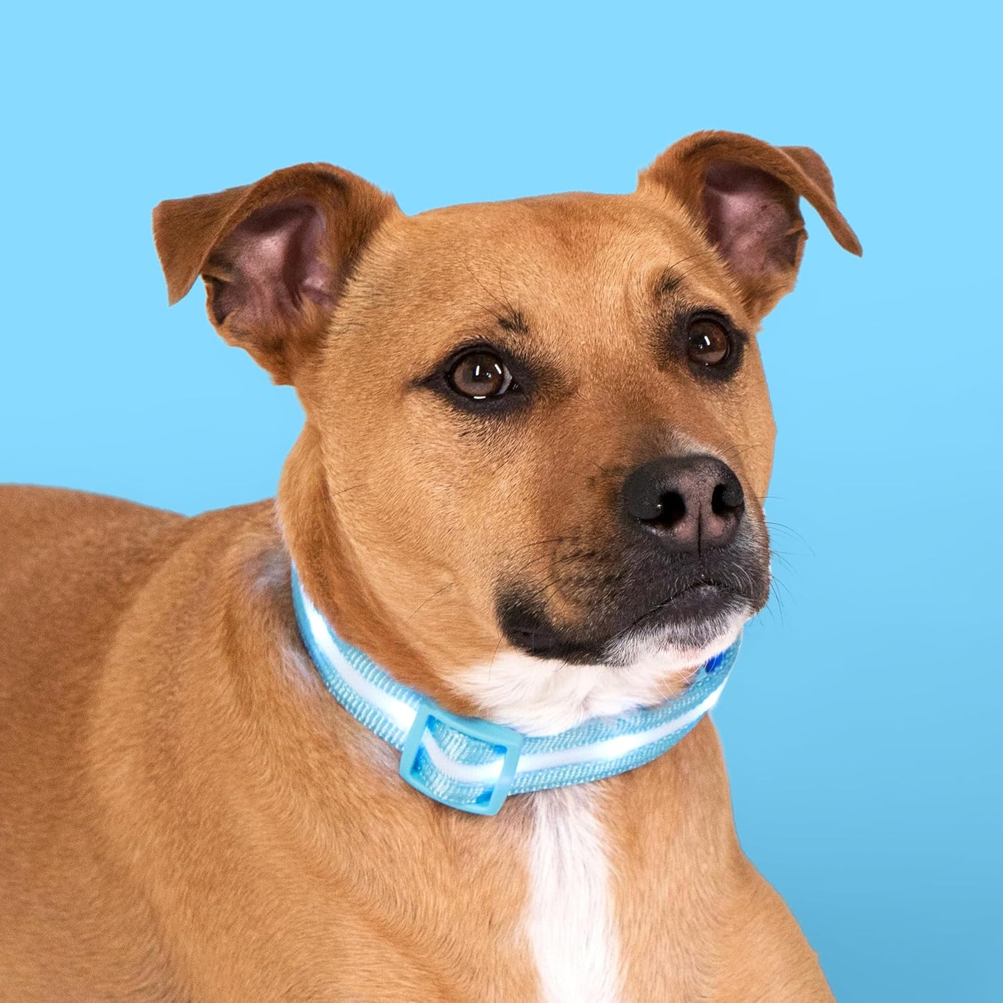 LED Dog Collar - Original USB Rechargeable and Waterproof Design - 1,000 Feet Visibility - Suitable for Small, Medium, and Large Dogs - Made in the USA