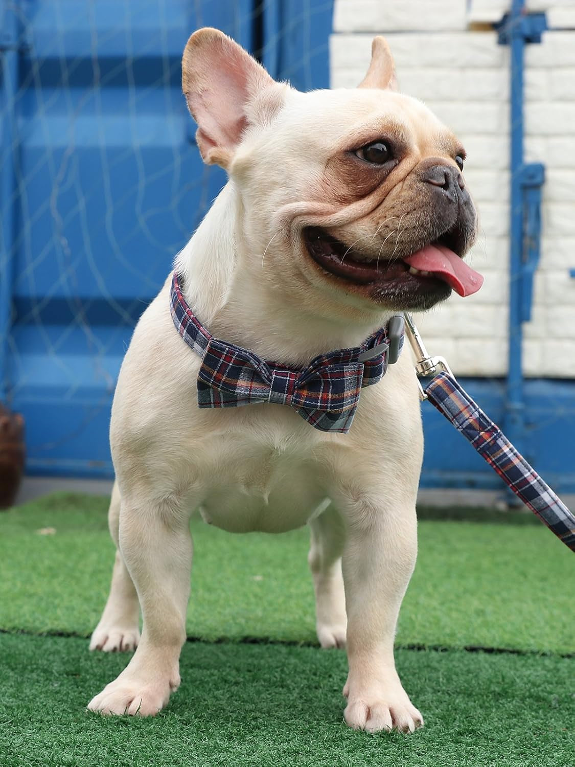 Dog and Cat Collar with Bowtie Grid Collar Plastic Buckle Light Adjustable Collars for Small Medium Large Dogs