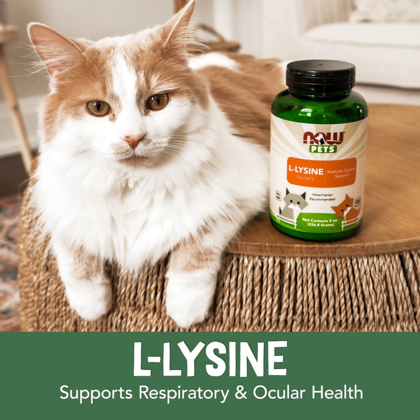 L-Lysine Powder Supplement for Cats, NASC Certified, 8 Ounces