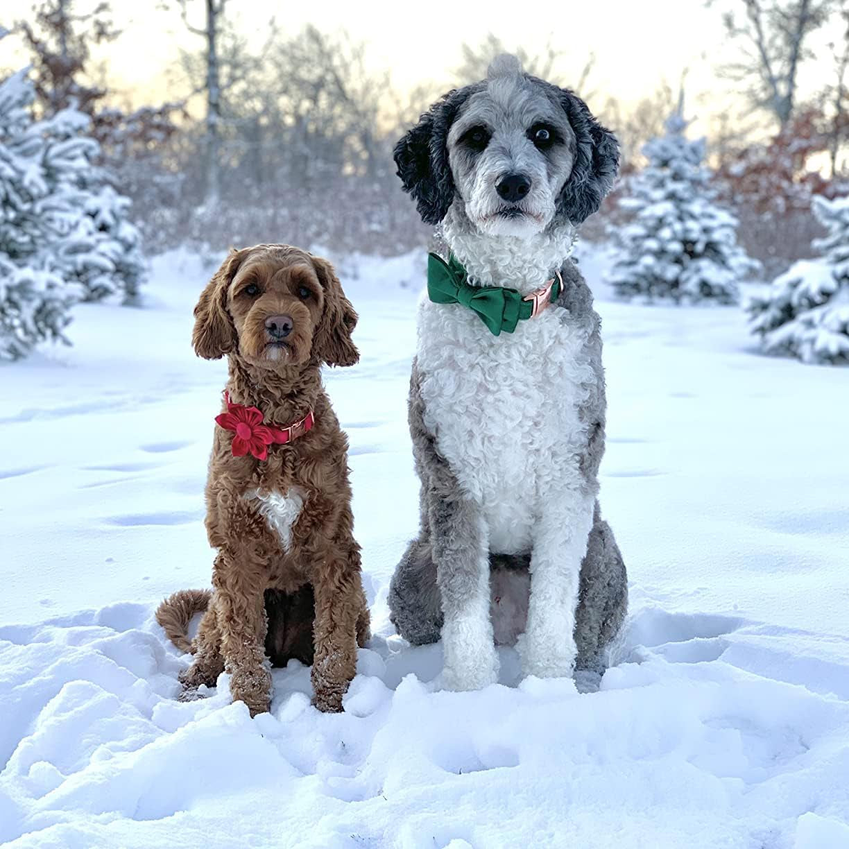 Stylish Green Velvet Christmas Dog Collar with Bowtie - Perfect for Small to Large Dogs
