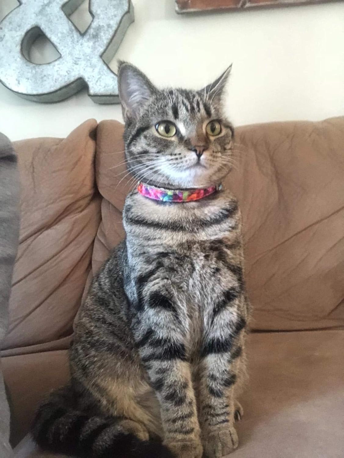 Kaleidoscope Diamond Pet Collars and Leashes for Cats and Dogs - Available in XXS, Small, Medium, and Large Sizes