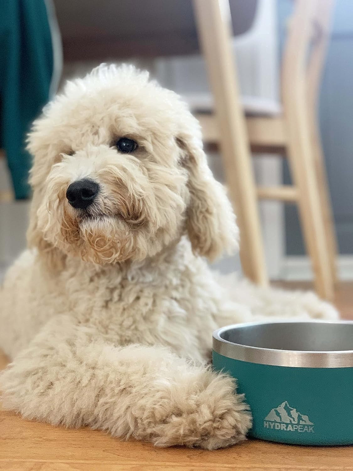 8 Cup Stainless Steel Dog Bowls for Water or Food - Cloud