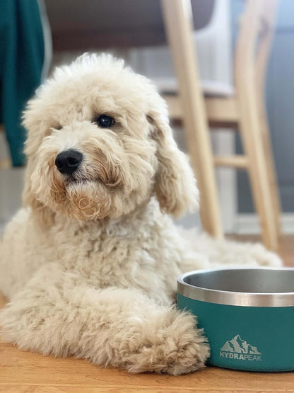 8 Cup Stainless Steel Dog Bowls for Water or Food - Cloud