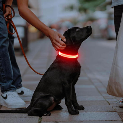 USB Rechargeable LED Dog Collar - Adjustable Glow-in-the-Dark Pet Collar for Nighttime Walks (Red, Medium)