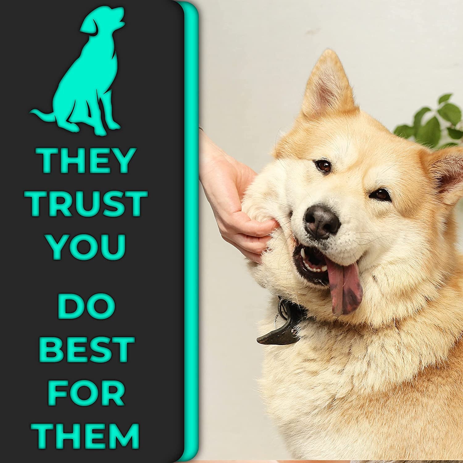 Dual-Headed Dog Toothbrushes for Small and Large Breeds, Available in Packs of 4 or 8