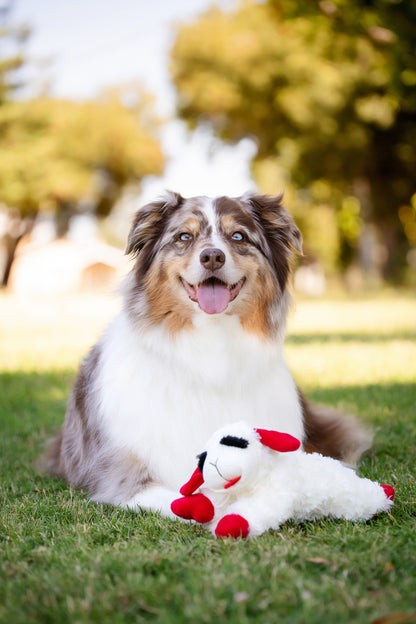 Medium Plush Lamb Chop Dog Toy with Squeaker