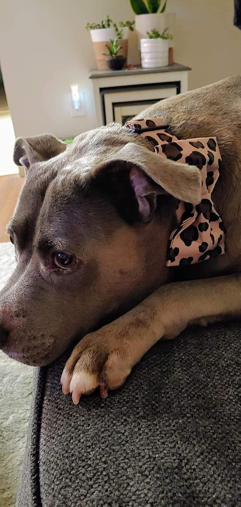 Cotton Dog Collar with Bowtei, Leopard Bowtie Dog Collars, Adjustable Heavy Duty Girl Dog Collar with Bow for Small Puppy Dogs