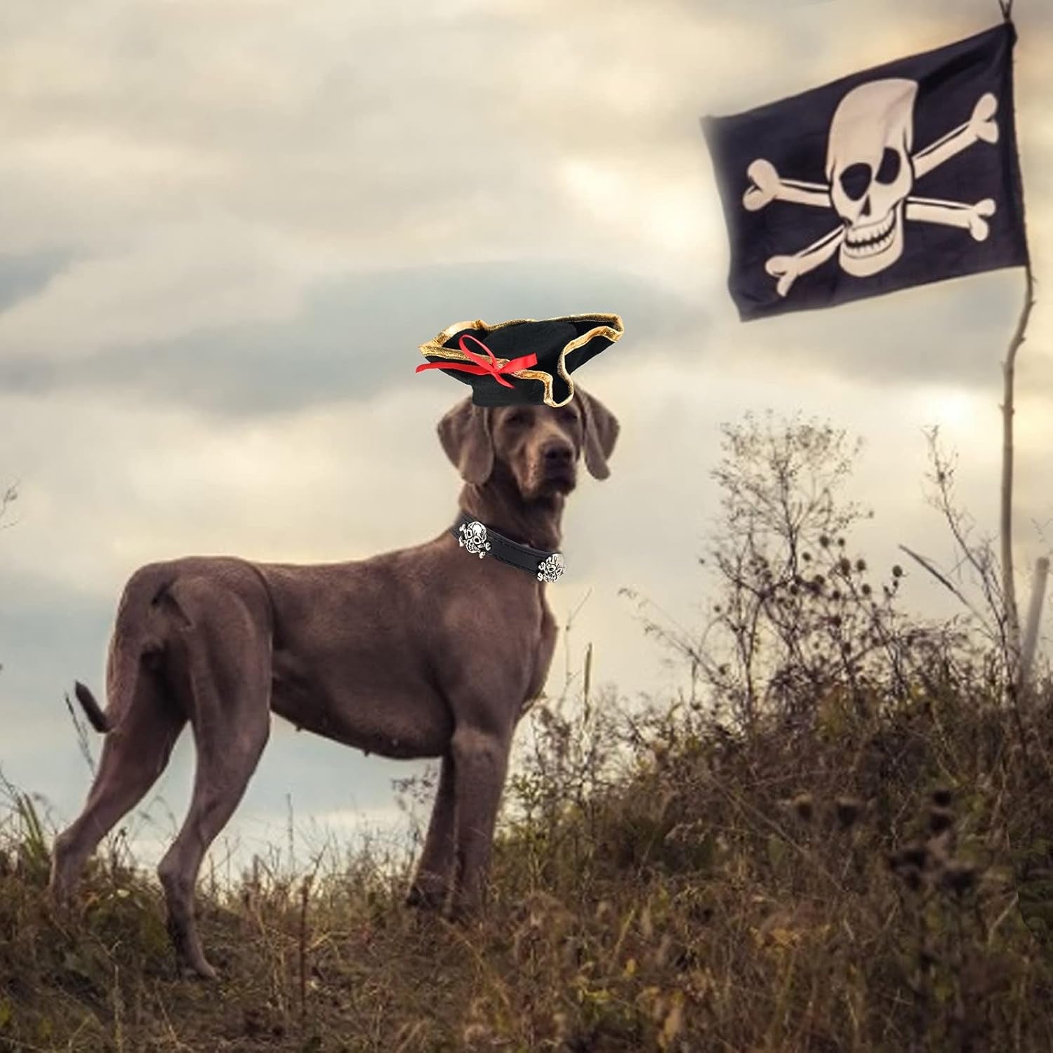 Pet Pirate Hat and Skull-Studded Leather Collar Set for Cats and Dogs - Halloween Costume Accessories