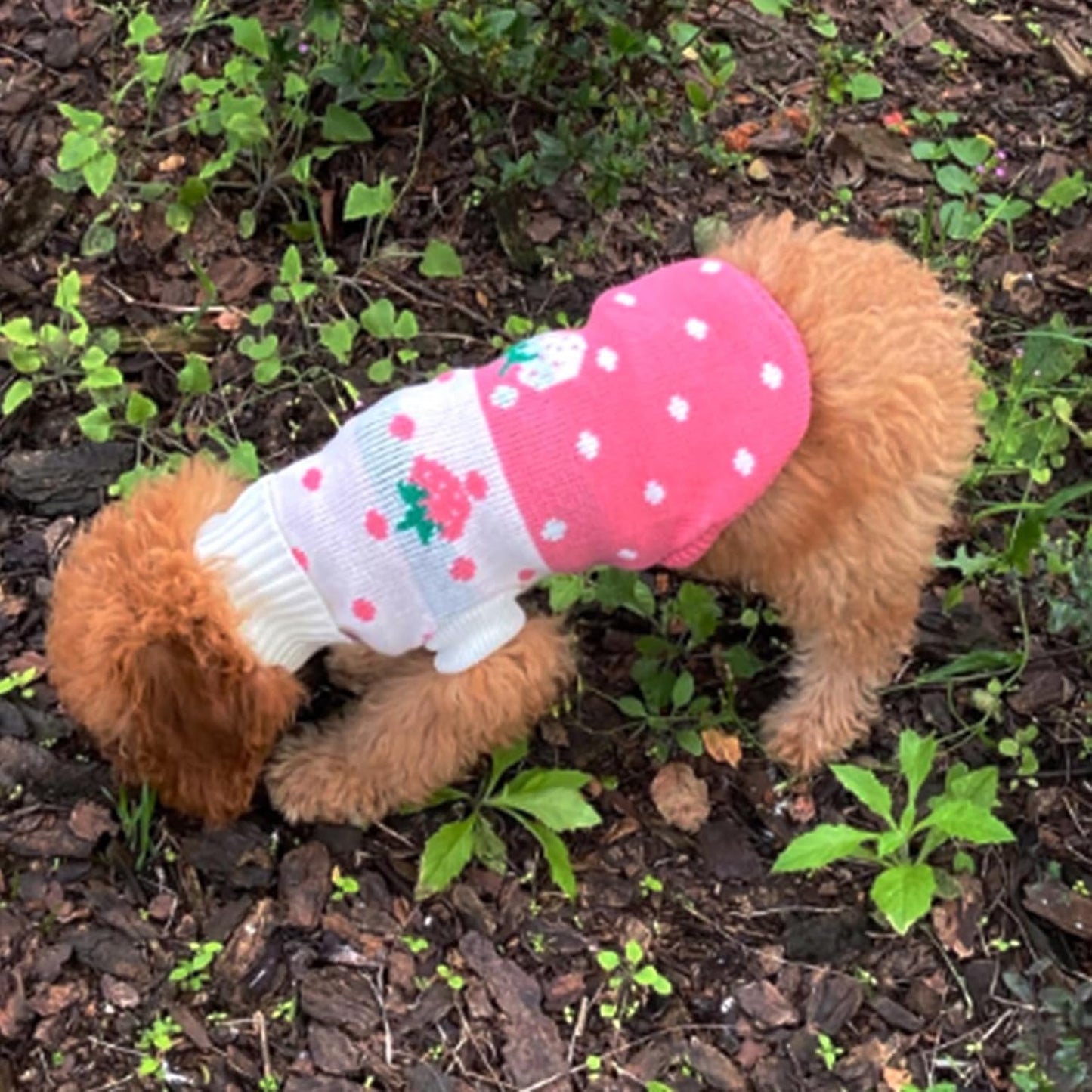 Classic Knit Turtleneck Dog Sweater for Winter - Pink Medium with Strawberry and Heart Design