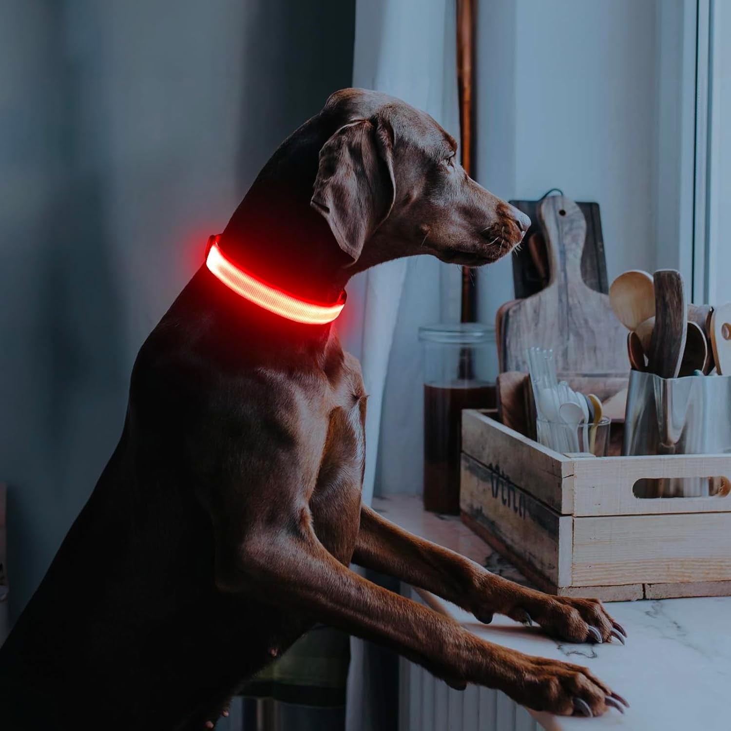 USB Rechargeable LED Dog Collar - Adjustable Glow-in-the-Dark Pet Collar for Nighttime Walks (Red, Medium)