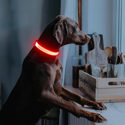 USB Rechargeable LED Dog Collar - Adjustable Glow-in-the-Dark Pet Collar for Nighttime Walks (Red, Medium)