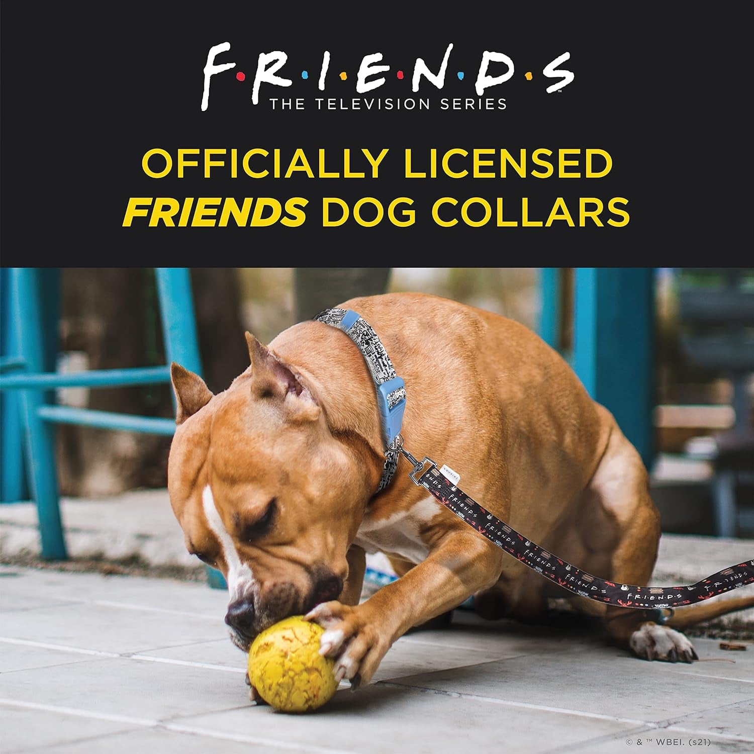Stylish Black Dog Collar for Medium Breeds - Friends TV Show Merchandise with D-Ring