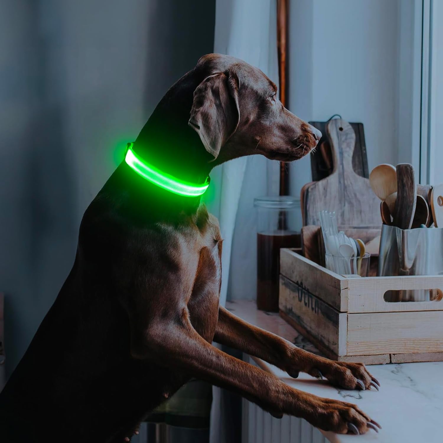 Rechargeable LED Dog Collar - Glow-in-the-Dark Safety Light for Night Walking and Camping (Green, Large)
