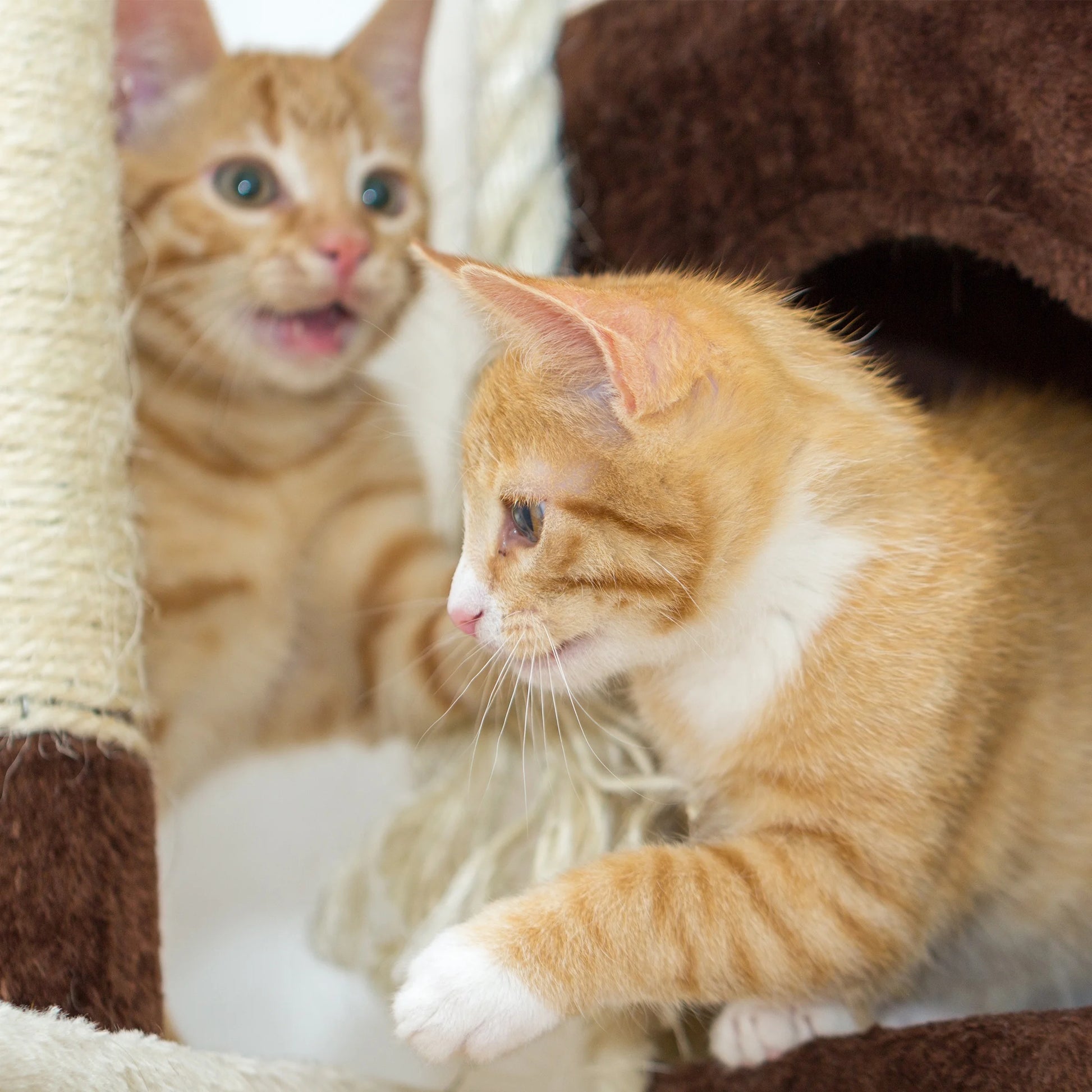 35-Inch Cat Tree with Ladder, House, Scratching Posts, and Toy - Brown